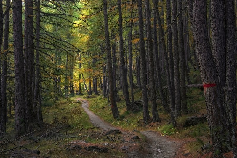 Forest Path